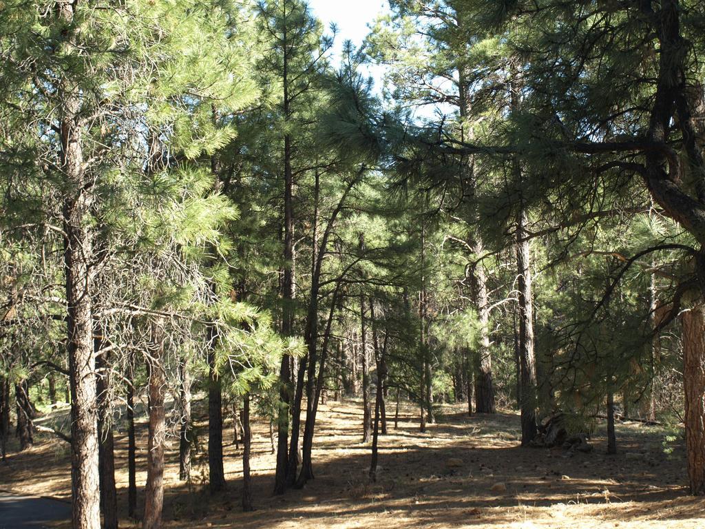 Whispering Pines Inn Флегстафф Екстер'єр фото